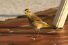 Palm Warbler (Setophaga palmarum) - Cuba