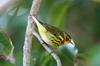 Paruline tigre (Setophaga tigrina) - Cuba