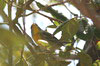 Paruline à collier (Setophaga americana) - Cuba