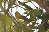 Paruline  collier (Setophaga americana) - Cuba