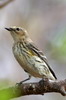 Myrtle Warbler (Setophaga coronata) - Cuba