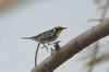 Yellow-throated Warbler (Setophaga dominica) - Cuba