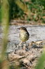 Paruline des ruisseaux (Parkesia noveboracensis) - Cuba