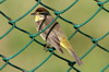 Paruline  couronne rousse (Setophaga palmarum) - Cuba