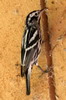 Paruline noir et blanc (Mniotilta varia) - Mexique