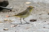 Paruline  couronne rousse (Setophaga palmarum) - Mexique