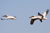 Great White Pelican (Pelecanus onocrotalus) - Egypt