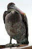 Plican brun (Pelecanus occidentalis) - Iles Galapagos