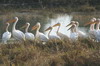 Plican blanc (Pelecanus onocrotalus) - Namibie