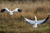 Great White Pelican (Pelecanus onocrotalus) - Namibia