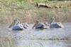 Pélican gris (Pelecanus rufescens) - Botswana