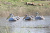 Plican gris (Pelecanus rufescens) - Botswana