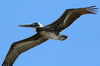 Brown Pelican (Pelecanus occidentalis) - Cuba