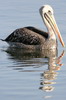 Peruvian Pelican (Pelecanus thagus) - Peru
