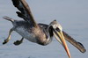 Peruvian Pelican (Pelecanus thagus) - Peru