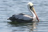 Peruvian Pelican (Pelecanus thagus) - Peru