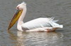 Great White Pelican (Pelecanus onocrotalus) - Ethiopia