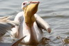 Great White Pelican (Pelecanus onocrotalus) - Ethiopia