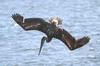 Plican brun (Pelecanus occidentalis) - Mexique