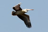 Spot-billed Pelican (Pelecanus philippensis) - Sri Lanka