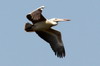 Plican  bec tachet (Pelecanus philippensis) - Sri Lanka