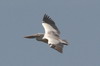 Spot-billed Pelican (Pelecanus philippensis) - Sri Lanka