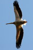 Pélican blanc (Pelecanus onocrotalus) - Roumanie