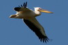 Great White Pelican (Pelecanus onocrotalus) - Romania