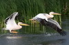 Great White Pelican (Pelecanus onocrotalus) - Romania