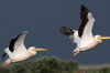 Plican blanc (Pelecanus onocrotalus) - Roumanie