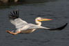 Plican blanc (Pelecanus onocrotalus) - Roumanie