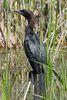 Cormoran pygm�e (Microcarbo pygmaeus) - Gr�ce