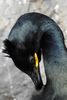 Cormoran hupp� (Phalacrocorax aristotelis) - Norv�ge