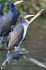 Great Cormorant (Phalacrocorax carbo) - France