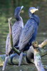 Great Cormorant (Phalacrocorax carbo) - France