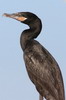 Neotropical Cormorant (Phalacrocorax brasilianus) - Peru
