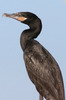 Cormoran vigua (Phalacrocorax brasilianus) - Prou