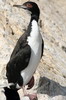 Guanay Cormorant (Leucocarbo bougainvillii) - Peru