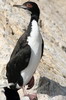 Cormoran des Bougainville (Leucocarbo bougainvillii) - Prou