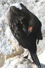 Guanay Cormorant (Leucocarbo bougainvillii) - Peru