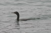 Neotropical Cormorant (Phalacrocorax brasilianus) - Peru