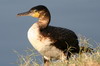 Grand Cormoran (Phalacrocorax carbo) - Ethiopie