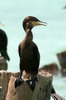 Neotropical Cormorant (Phalacrocorax brasilianus) - Mexico