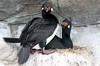 Rock Shag (Phalacrocorax magellanicus) - Argentina