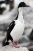 Cormoran imprial (Phalacrocorax atriceps) - Argentine