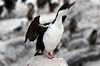 Cormoran imprial (Phalacrocorax atriceps) - Argentine