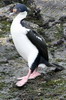 Cormoran imprial (Phalacrocorax atriceps) - Argentine