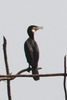 Great Cormorant (Phalacrocorax carbo) - Cambodia