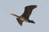 Great Cormorant (Phalacrocorax carbo) - Morocco