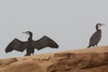 Grand Cormoran (Phalacrocorax carbo) - Maroc